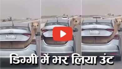 Oont Ka Video: कार की डिग्‍गी में भरकर ऊंट को कराई सैर, सिर बाहर निकालकर देख रहा सारे नजारें
