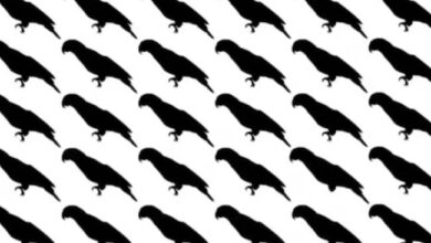 Optical illusions : आपकी भी हैं तेज आंखें, तो 8 सेकंड में ढूंढ निकालिए तस्वीर में छिपा बिना पैरों वाला तोता..