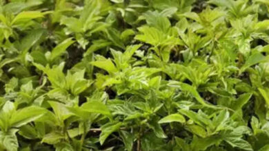 Optical illusion : खुद को समझते हैं जीनियस तो 1 मिनट तस्वीर में खोज के दिखाएं गिरगिट, पूरा करें चैलेंज...