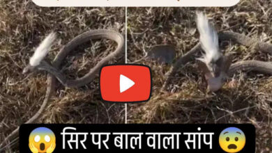 Sanp Ka video : सिर पर बालों वाले सांप का वीडियो वायरल, देखते ही उड़ गए होश | देखें वीडियो