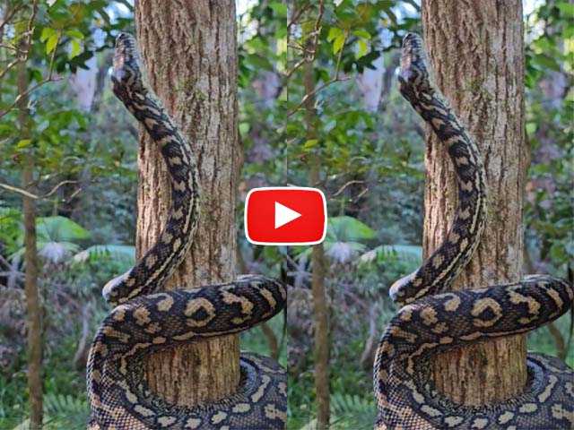 Sanp Ka Video: शिकार देख तेजी से पेड़ पर चढ़ा सांप, खतरनाक नजारा हुआ वायरल | देखें वीडियो