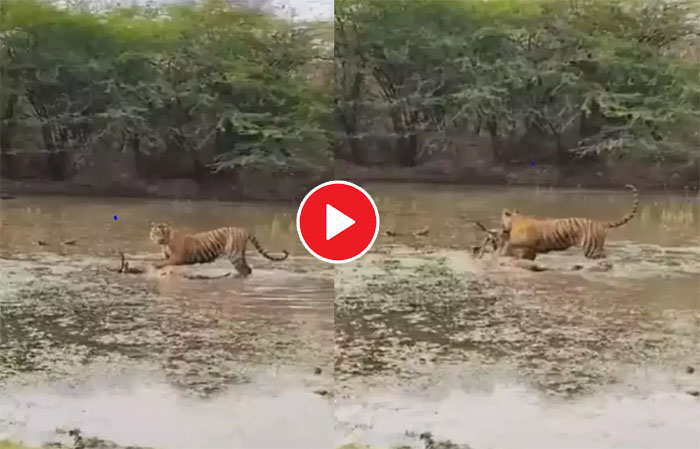 Tiger Attack Video: खूंखार बाघ को देख पानी में भागा हिरण, पलभर में कर दिया काम तमाम, देखें वीडियो....