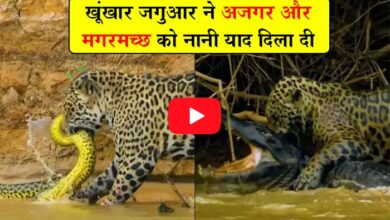Azgar Aur Jaguar Ki Ladai: खूंखार जगुआर ने अजगर और मगरमच्छ को नानी याद दिला दी, कभी नहीं देखी होगी ऐसी लड़ाई, देखें वीडियो...