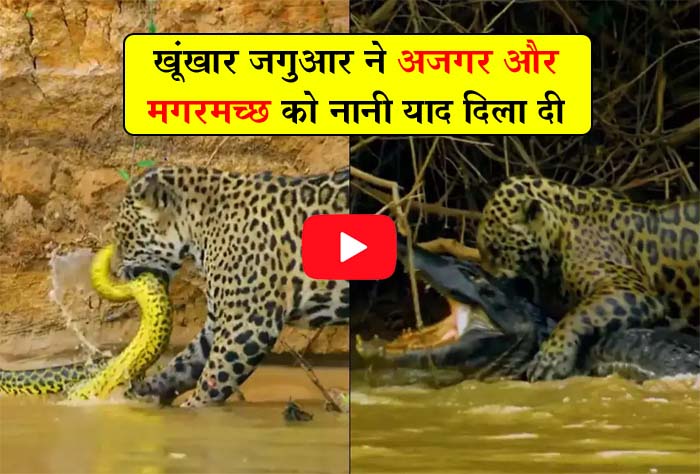 Azgar Aur Jaguar Ki Ladai: खूंखार जगुआर ने अजगर और मगरमच्छ को नानी याद दिला दी, कभी नहीं देखी होगी ऐसी लड़ाई, देखें वीडियो...
