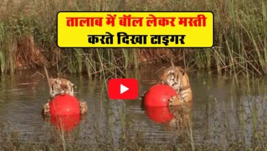Tiger Playing Ball : तालाब में बॉल लेकर मस्ती करते दिखा टाइगर, लोग बोलें-ये तो हमारे घर का डॉगी हैं!