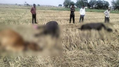 Betul Samachar : हाईटेंशन लाइन की चपेट में आने से तीन मवेशियों की मौत, बाल-बाल बचा किसान