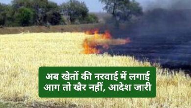 Narvai Jalane Par Pratibandh : नरवाई में लगाई आग तो होगी सख्त कार्रवाई, कलेक्टर ने लगाया प्रतिबंध