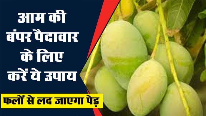 Aam Ki Kheti : आम की बंपर पैदावार के लिए अभी करें ये उपाय, फलों से लद जाएगा पेड़....