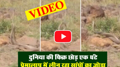 Multai News: दुनिया की फिक्र छोड़ एक घंटे प्रेमालाप में लीन रहा सांपों का जोड़ा, देखें वीडियो...