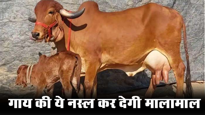Cow Farming: गाय की ये नस्ल कर देगी मालामाल, हर महीने होती है 40 हजार रुपए की कमाई