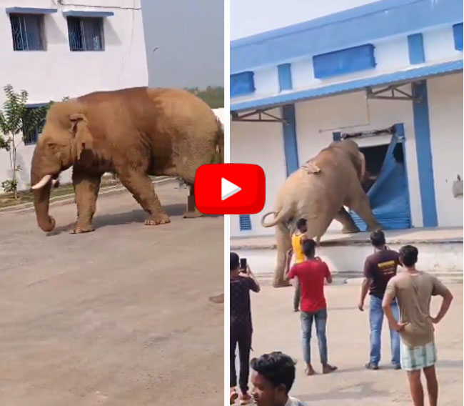Hathi Ka Video : यह हाथी तो बड़ा अक्लमंद है जी... गोदाम पहुंचा, गेट तोड़ा और चावल की बोरी लेकर चलता बना