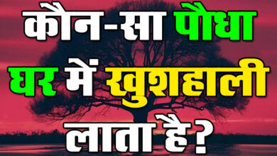 Gk Questions In Hindi : कौन-सा पौधा घर में खुशहाली लाता है?