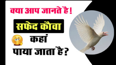 GK Quiz In Hindi : सफेद कौवा कहां पाया जाता है?