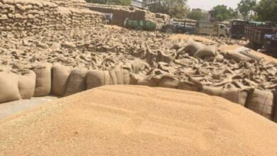 MSP Kharidi 2024 : होली के बाद भी रफ्तार धीमी, एमएसपी पर महज 7123 क्विंटल खरीदी