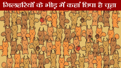Optical Illusion : हिम्मत है तो 7 सेकंड में गिलहरियों के भीड़ में छिपा चालाक चूहा ढूंढ निकालिए...