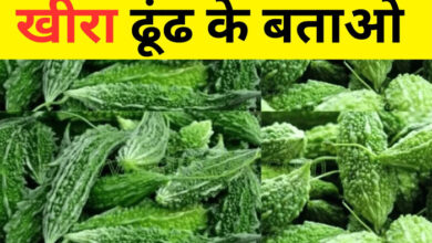 Optical Illusion : सिर्फ होशियार ही ढूंढ पाएंगा करेले के बीच छिपा खीरा, दम है तो 7 सेकंड में चैलेंज करें पूरा...