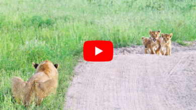 Jungle Ka Video: शेरनी से बिछड़ गए बच्चे, मां को देखते ही ऐसे लिपटे, भावुक कर देगा वीडियो