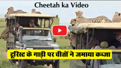 Cheetah ka Video : जंगल घूमने निकले टूरिस्‍ट के गाड़ी पर चीतों ने जमाया कब्‍जा, वीडियो देख लोगों के छूटे पसीने.....