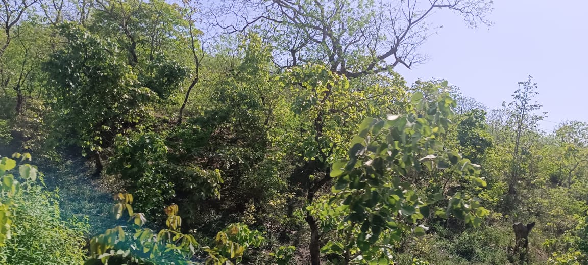 Betul Forest News : जुलाई-अगस्त नहीं मई का है यह नजारा, हरियाली से लहलहा रहे बैतूल के जंगल