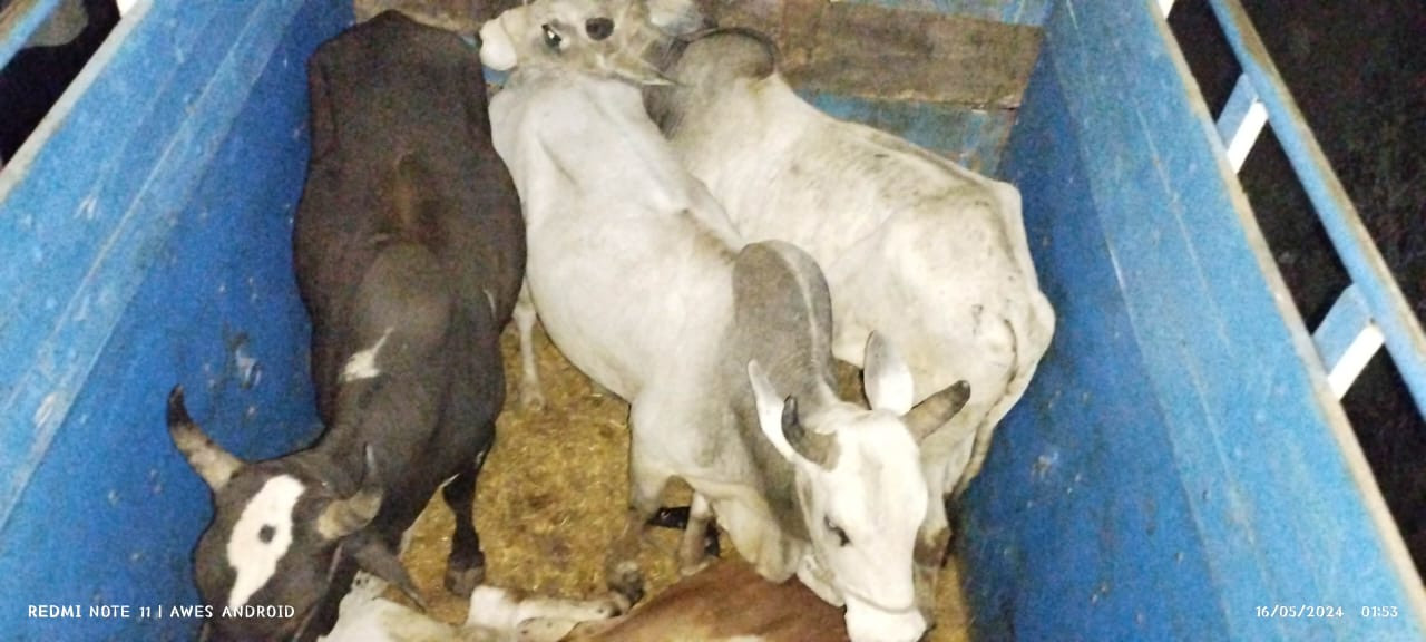 Betul Govansh Taskari : दो पिकअप में 7 गोवंश को ले जा रहे कत्लखाने, पुलिस ने की जब्त