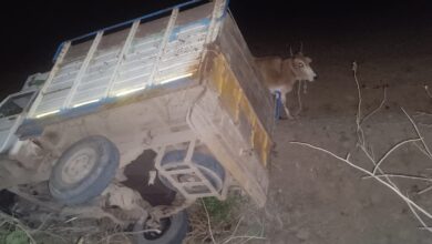 Betul Govansh Taskari : दो पिकअप में 7 गोवंश को ले जा रहे कत्लखाने, पुलिस ने की जब्त