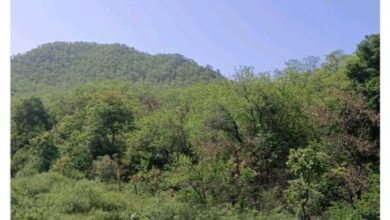 Betul Forest News : जुलाई-अगस्त नहीं मई का है यह नजारा, हरियाली से लहलहा रहे बैतूल के जंगल