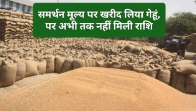 MSP Gehu Kharidi : समर्थन मूल्य पर गेहूं बेचने वाले कई किसान अभी तक कर रहे राशि का इंतजार