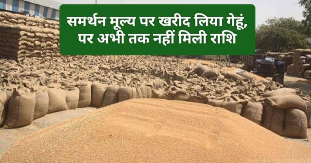 MSP Gehu Kharidi : समर्थन मूल्य पर गेहूं बेचने वाले कई किसान अभी तक कर रहे राशि का इंतजार