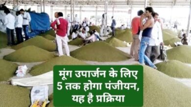 Moog Uparjan Panjiyan : मूंग उपार्जन के लिए पंजीयन 5 जून तक, यह है प्रक्रिया
