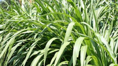 Makchari Fodder - सबसे अच्‍छा है ये चारा, कहलाता है नंबर 1, बाल्‍टी भर-भरकर दूध देगी गाय-भैंस
