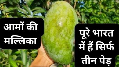 Noorjahan Mango: भारत का सबसे अनोखा आम, पूरे देश में हैं सिर्फ 3 पेड़, कीमत जान उड़ जाएंगे होश - India’s Expensive Mango
