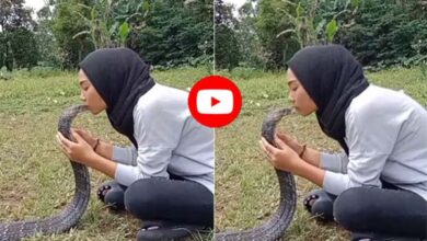 King Cobra Viral Video: खतरनाक किंग कोबरा को Kiss करती नजर आई लड़की, नजारा देख खड़े हो गए रोंगटे