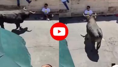 Animal Attack Video : सांड ने किया अटैक मगर शख्स टस से मस नहीं... फिर आगे जो हुआ