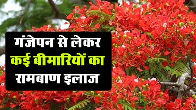 Gulmohar Benefits: दवाई का बाप है यह पेड़, कूट-कूट कर भरे हैं विटामिन्स, गंजेपन से लेकर कई बीमारियों का रामबाण इलाज