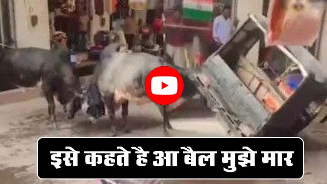 Bull Fight Viral Video: इसे कहते है 'आ बैल मुझे मार' बैलों की भिड़त में कूद पड़ा शख्स, फिर आगे जो हुआ...