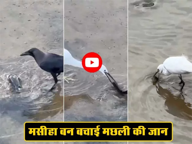 Bagula aur Machhali ka Video: पहले कौआ फिर बगुले ने मसीहा बन बचाई मछली की जान, लोग बोले- इंसानों को सीखना चाहिए
