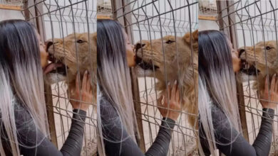 Ladki aur Sher Ka video | शेर को किस करने लगी लड़की, फिर आगे जो हुआ...