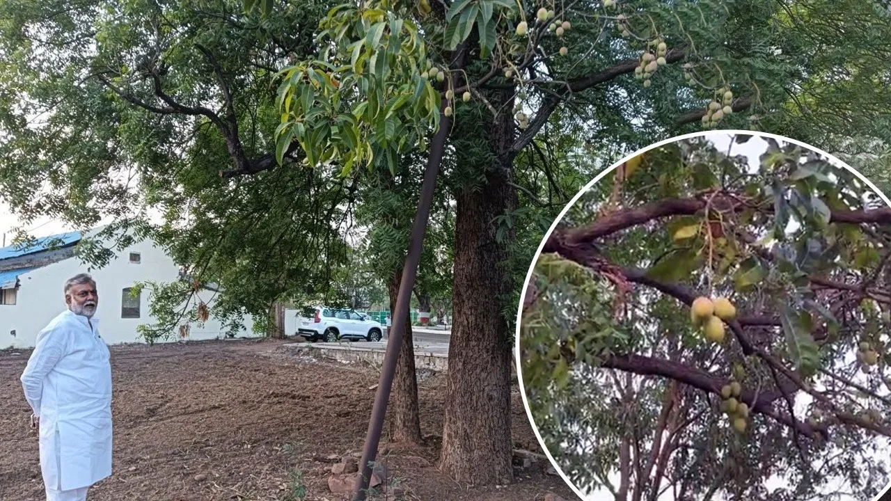 MP अजब गजब : बबूल के पेड़ पर लगे आम
