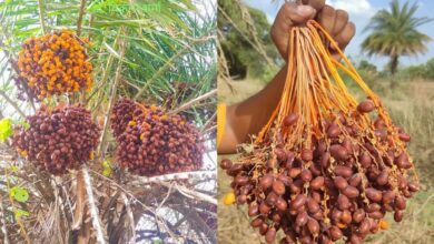 Chhind Fruits Benefits : ये फल खाने वालों को नहीं होती कभी दिल की बीमारी, विटामिन और मिनरल्स