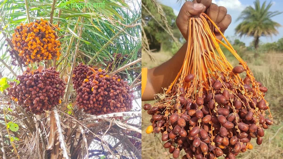 Chhind Fruits Benefits : ये फल खाने वालों को नहीं होती कभी दिल की बीमारी, विटामिन और मिनरल्स