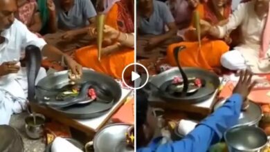 Snake Viral Video : थाली में बैठाकर असली नाग की कर रहे थे पूजा, फिर आगे जो हुआ...