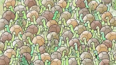 Optical Illusion IQ Test: कछुओं के बीच बैठा है सांप, ढूंढने में बड़े-बड़े तुर्रम खां भी हुए फेल, देखते है आप चैलेंज पूरा कर पाएंगे