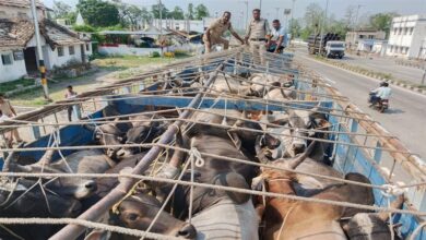 Truck Full of Cattle : पुलिस ने ट्रक में भरे मवेशियों को जब्त कर तीन आरोपियों को किया गिरफ्तार