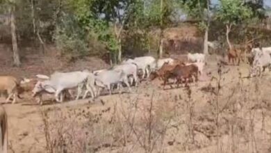 Govansh Ki Taskari : पुलिस ने बचाए कत्लखाना ले जाए जा रहे 33 गोवंश, सात आरोपियों पर एफआईआर