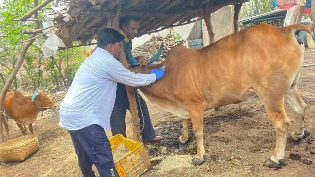 Munh Khuree Rog : गाय-भैंसों को इन रोगों का खतरा, लगाए जा रहे टीके