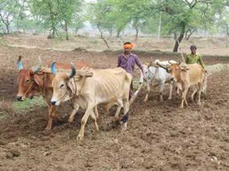Agro Advisory : किसान भाइयों के लिए सलाह, यहां देखें क्या करें और क्या न करें, कब करें बोवाई
