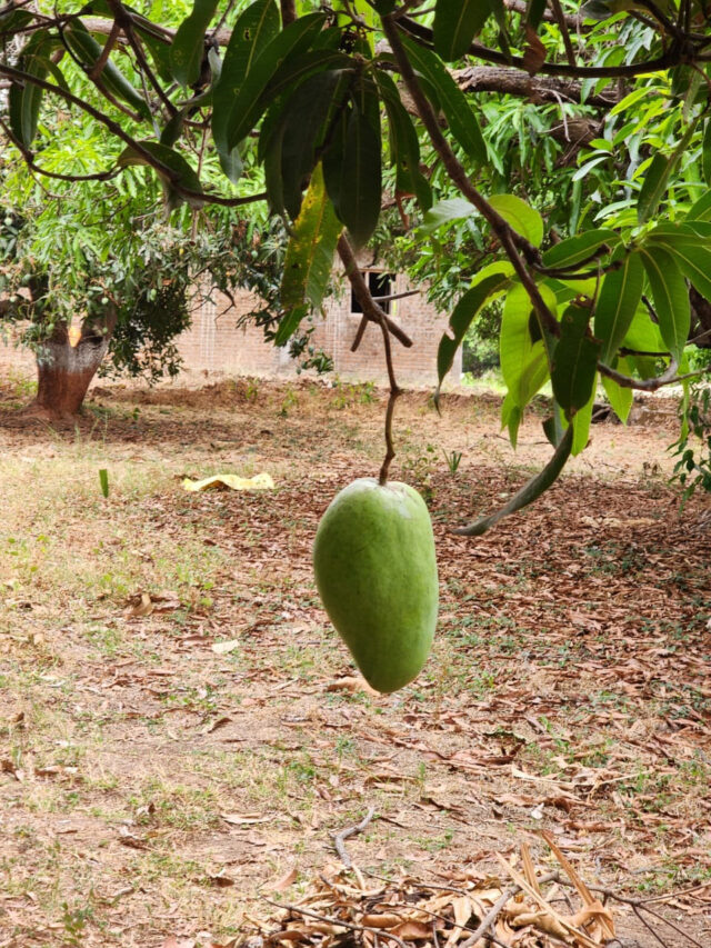 MP Ke Famous Aam : एमपी के आम हैं लाजवाब, एक तो बिकता है 3 लाख रुपये प्रति किग्रा