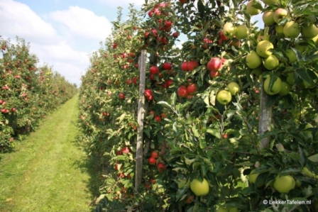 Phal Padudha Ropan Yojana : फलों की खेती से करें बंपर कमाई, सरकार देती है 40 प्रतिशत अनुदान