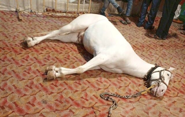 Shadi me bada hadsa : बारात के आते ही बड़ा हादसा; घोड़े की मौत, दूल्हे ने कूद कर बचाई जान, तीन घायल