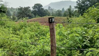 Betul News : फॉरेस्ट नर्सरी के पौधों का सफाया कर अतिक्रमण, खेती के लिए चलाए हल